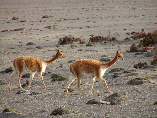 Salinas-Chimborazo03