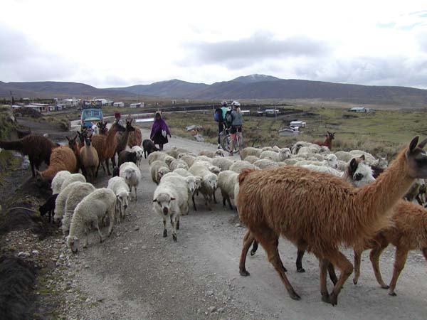 Salinas-Chimborazo35